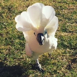 Meet your Posher, Jeanette